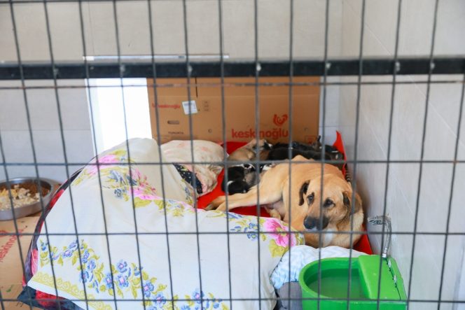 SAHİPLENDİĞİ İKİ KÖPEĞİ SOKAĞA ATAN ŞAHSA 172 BİN TL CEZA