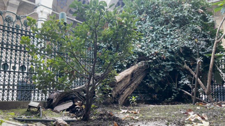 EYÜP SULTAN CAMİİ AVLUSUNDAKİ AĞAÇ DEVRİLDİ