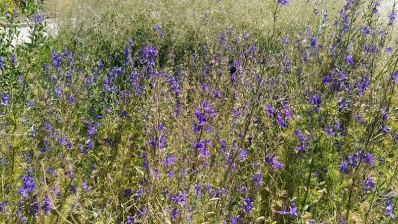 Balıkesir’de Aromatik Bitki Üretimi Neden Yükselişte