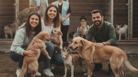 Balıkesir’de Sokak Hayvanı Sahiplenme Oranı Hızla Artıyor Barınaklar Umutla Doldu