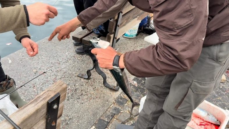 İSKELEDE PALAMUT BEREKETİ PALAMUDU DUYAN AMATÖR BALIKÇILAR, İSKELEYE AKIN ETTİ