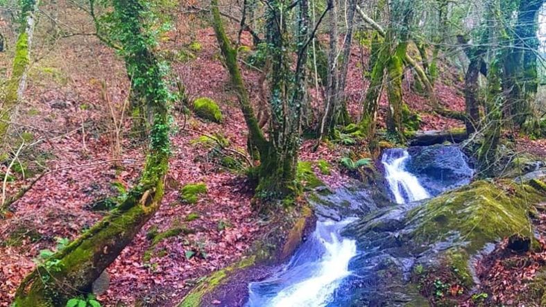 Kazdağları’nda İklim Sıcaklıkları Bitki Örtüsünü Nasıl Etkiliyor