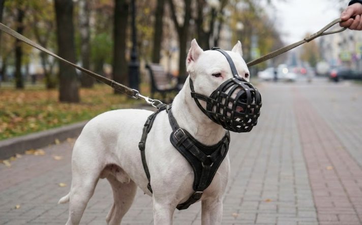 yasakli-irk-kopekler