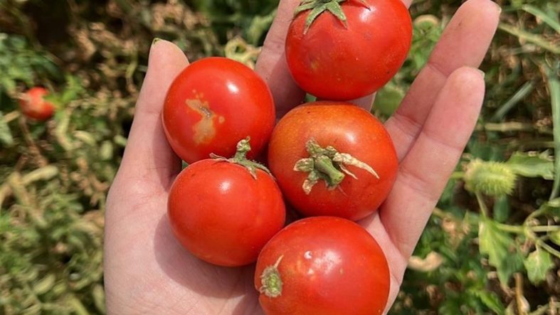 Balıkesir Büyükşehir Belediyesi, Ata Tohumları ile envanterini güçlendiriyor