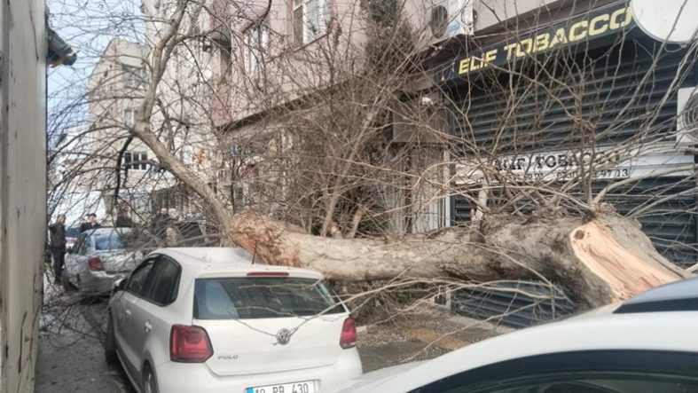 Bandırma’da Korku Dolu Anlar Kamyonun Çarptığı Çınar Ağaçları Araçların Üzerine Devrildi
