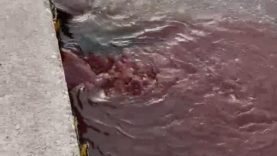 Bandırma'da deniz yüzeyi kırmızıya döndü