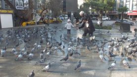 Burhaniye'de güvercinler imece ile besleniyor