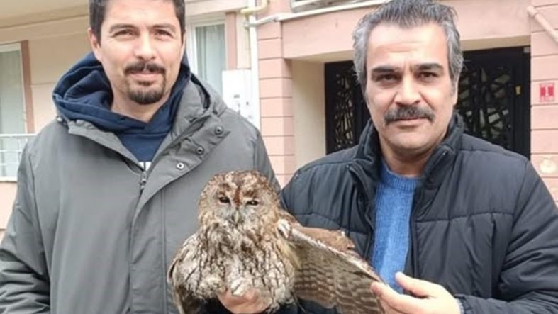BURHANİYE DE SOĞUK HAVA YABAN HAYVANLARINI DA OLUMSUZ ETKİLEDİ