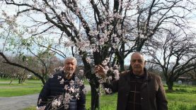 Balıkesir'de bademler çiçek açtı