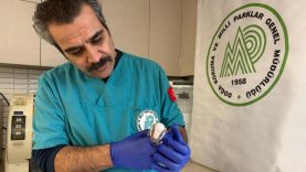 Balıkesir’de bitkin halde bulunan porsuk yavrusu koruma altına alındı