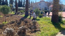 Edremit'te lavanta bahçesi için dikim çalışmaları başladı