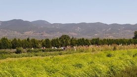 Balıkesir Kırsalında Toprakla Bağ Koparsa Ne Olur