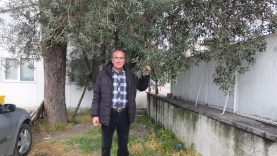 Balıkesir'de nisan yağmurları zeytincileri sevindirdi