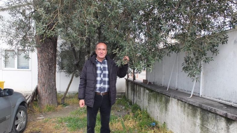 Balıkesir'de nisan yağmurları zeytincileri sevindirdi