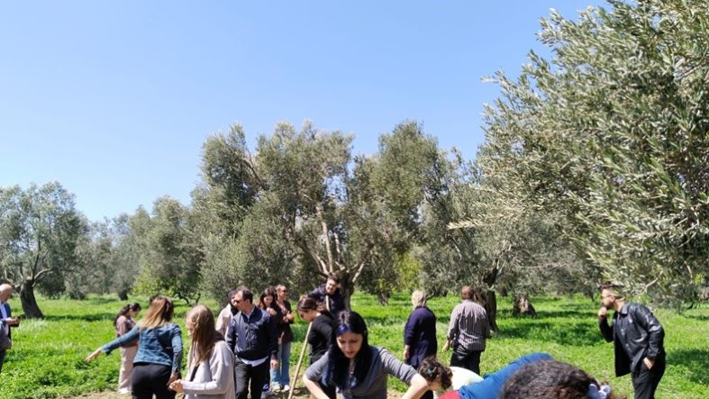 Havran Balıkesir'de Zeytin Ekonomisinin Görünmeyen Yüzü