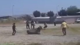 Balıkesir'de hayvan pazarından kaçan inek ortalığı karıştırdı
