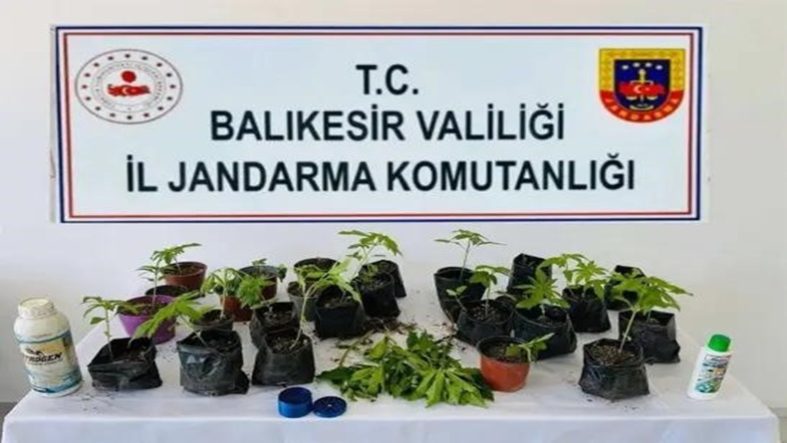ERDEK'TE JANDARMADAN KENEVİR OPERASYONU