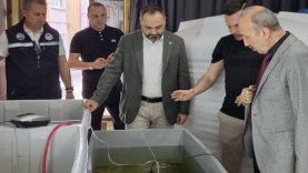 Türkiye’nin İlk Deniz Patlıcanı Üretimi Balıkesir’de (1)