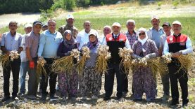 Altıeylül Cinge’de Sarımsak Hasadı ve Geleneksel Üretim Çalışmalarına Yakın Takip