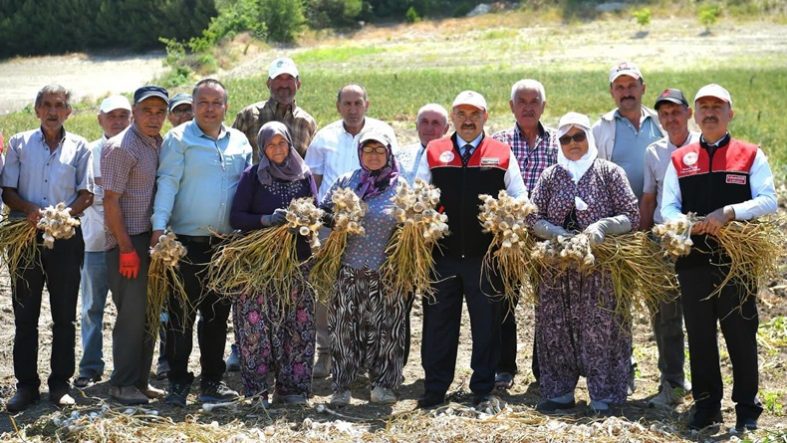 Altıeylül Cinge’de Sarımsak Hasadı ve Geleneksel Üretim Çalışmalarına Yakın Takip
