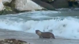 Avşa Adası’nda Nadir Görülen Su Samuru Kameralara Yansıdı