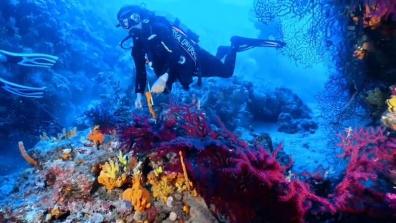 AYVALIK'TA DALIŞ TURİZMİNE MÜJDE AYVALIK'TA KISITLI ALANLAR SPORTİF DALIŞA AÇILDI