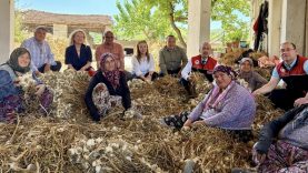 Balıkesir’de Beyaz Altın Sezonu Devam Ediyor (1)