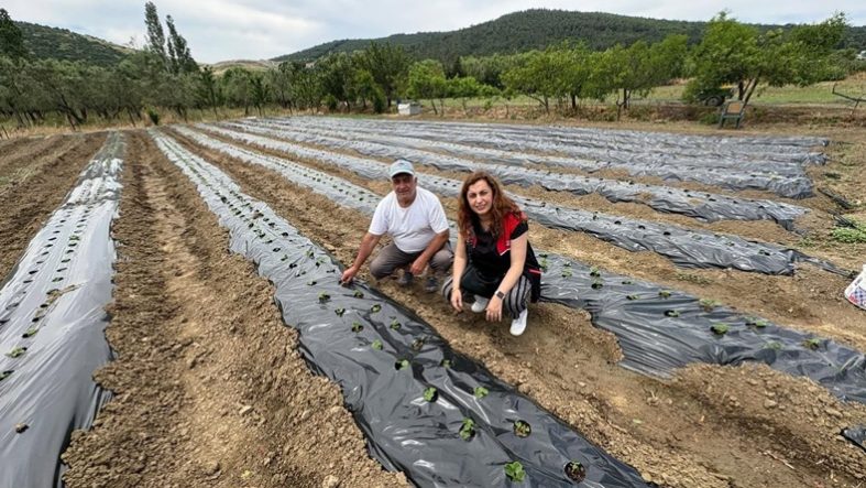 Balıkesir'de Çilek Üretimi Yaygınlaşıyor