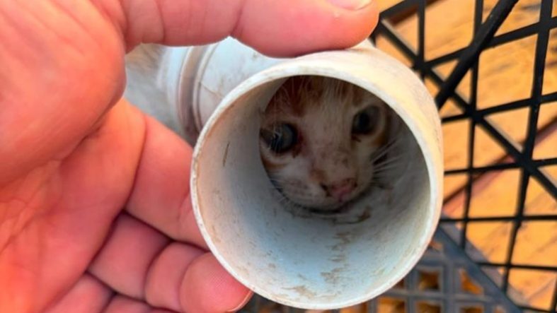 Balıkesir'de PVC borusuna sıkışan yavru kedi kurtarıldı