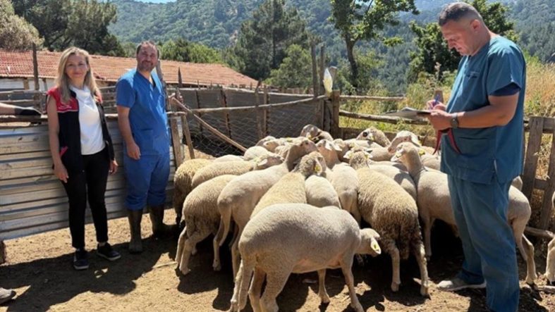 Balıkesir'de küçükbaş hayvanlara aşılama yapıldı