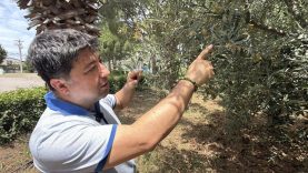 El Nino'ya karşı uzmanından zeytin üreticilerine kritik uyarılar