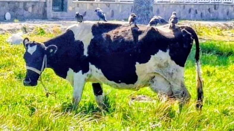 Güre Sahili’nde Görenleri Gülümseten Kare