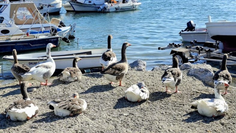 Güre Sahilinde Yankılanan Soru Ne Yapıyor Bu Kazlar