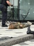 Kanada’da silahlı saldırı: 1’i polis 2 kişi öldü, saldırgan etkisiz hale getirildi