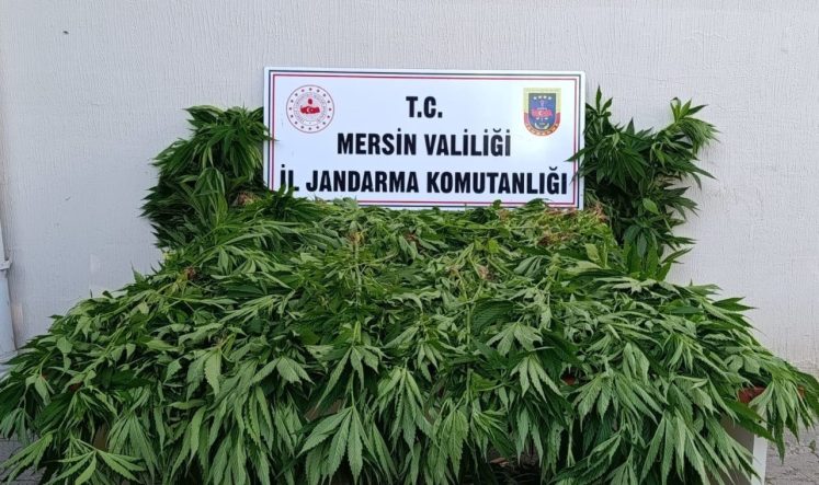 Ormanda kenevir yetiştirenlere suçüstü operasyon: 2 tutuklama