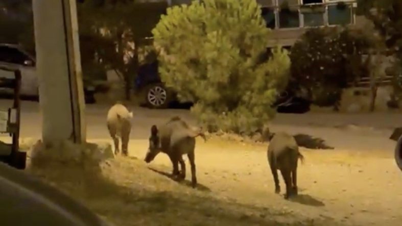 AYVALIK'TA YABAN DOMUZLARI ŞEHRE İNİYOR