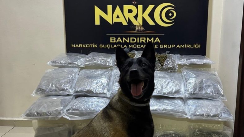 Balıkesir'de Dark'ın Burnundan Kaçmadı! Gübre Torbalarının Altından 11 Kilo Skunk Çıktı