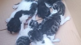 Balıkesir'de Duygulandıran Kedi Kurtarma Operasyonu