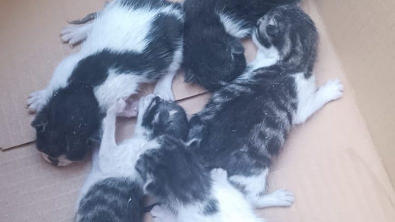 Balıkesir'de Duygulandıran Kedi Kurtarma Operasyonu