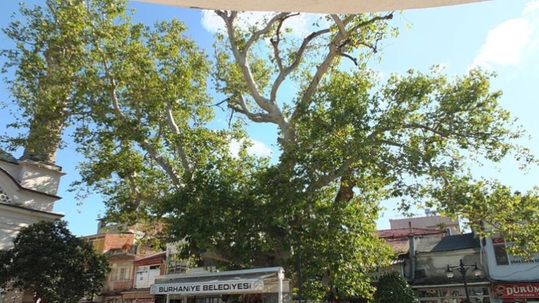 Burhaniye’de tarihi çınar ağacı ilgi bekliyor