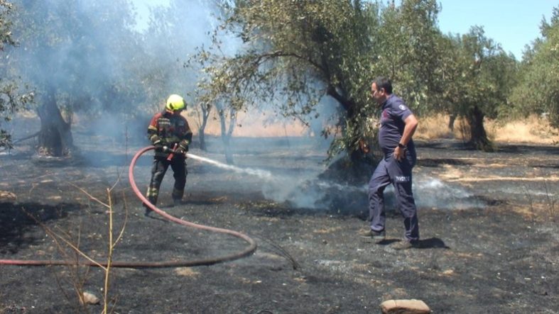 Burhaniye’de zeytinliğe sıçrayan ot yangını polis merkezinde korkuya neden oldu