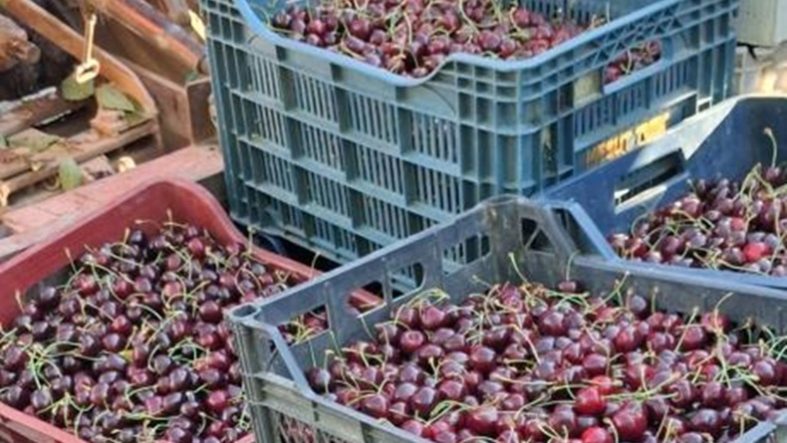 Kirazda, 2024 yılında sattığımız fiyatları göremiyoruz