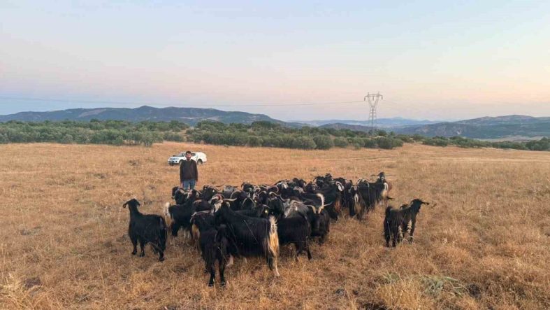 Elazığ’da kaybolan 30 keçi dron destekli çalışmayla bulundu