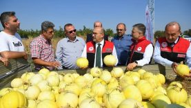 Balıkesir’de Hasat Başladı Ata Tohumundan Yetişen Beyaz Kavun Tarladan Sofraya İniyor (1)