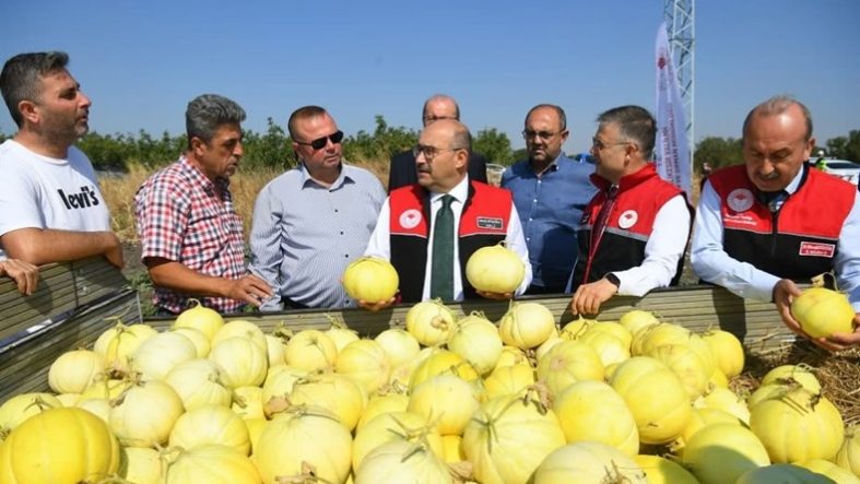 Balıkesir’de Hasat Başladı Ata Tohumundan Yetişen Beyaz Kavun Tarladan Sofraya İniyor (1)