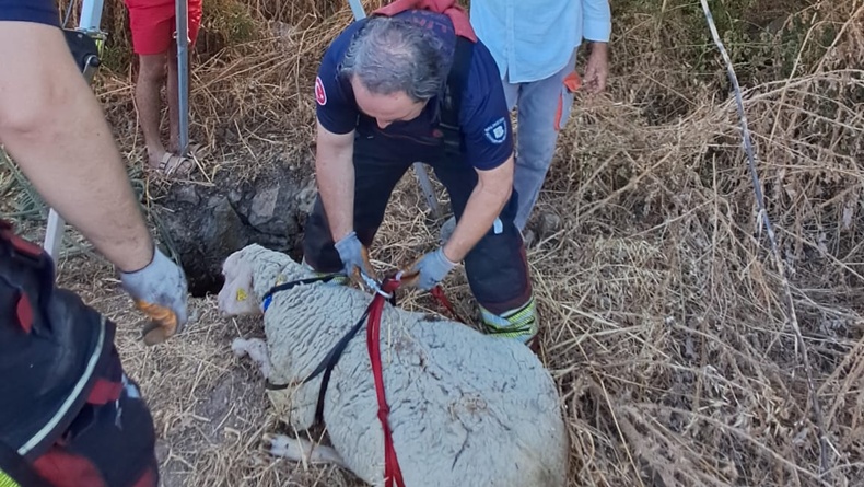 Balıkesir’de Kuyuya Düşen Koyun İtfaiye Ekiplerince Kurtarıldı