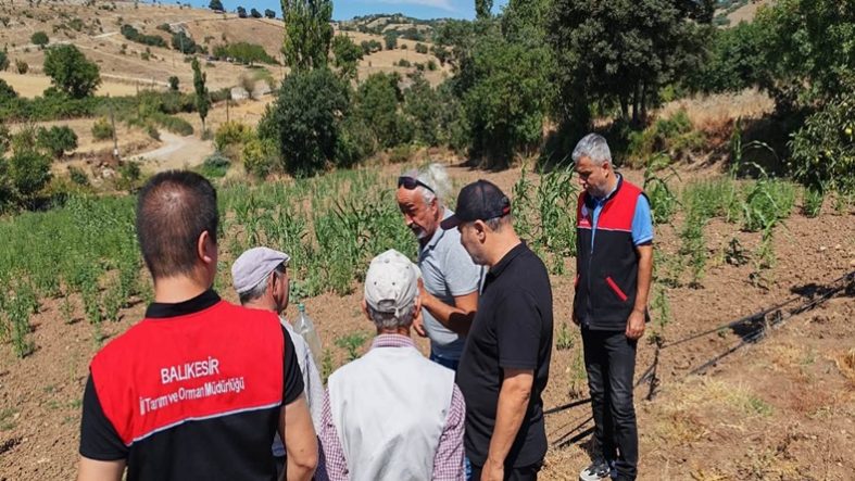 Balıkesir’de Tarla Faresi Alarmı