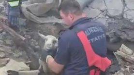 Balıkesir'de göçük altında kalan 3 koyunu itfaiye kurtardı