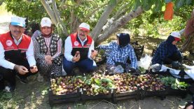 Balıkesir'in Coğrafi İşaretli Lezzetinde Hasat Zamanı (1)