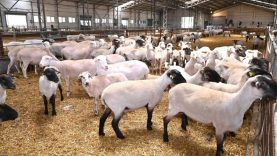 Bandırma Koyunculuk Araştırma Enstitüsü'nün TÜBİTAK projesine destek